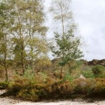 Heathland Restoration